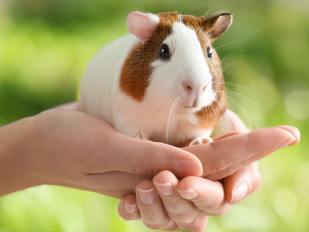 「親親小動物見面會」讓大、小朋友可在園內親親爬蟲類、哺乳類及鳥類等珍奇小動物。（圖片來源：香港挪亞方舟）