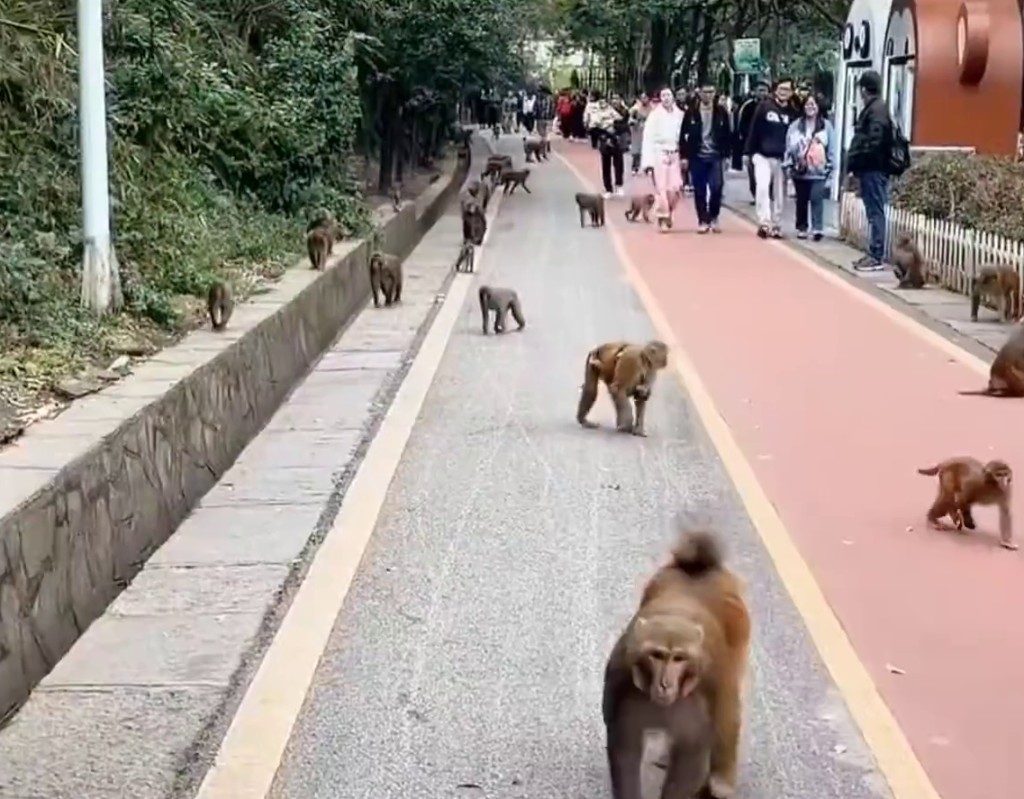 野生猴子不能不防。 資料圖