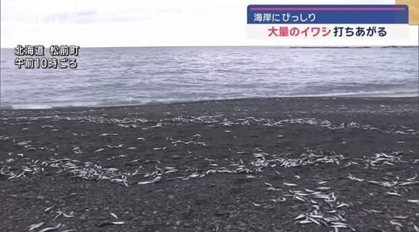 北海道漁民12月28日發現松前町二越海岸線被大量沙甸魚屍體覆蓋。網上圖片