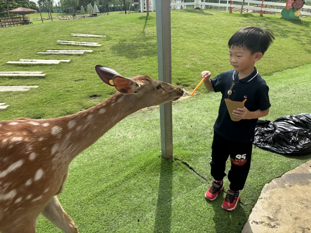 除了機動遊戲，盈香心動樂園還可親親小鹿、羊駝及小兔等動物。（圖片來源：《親子王》）