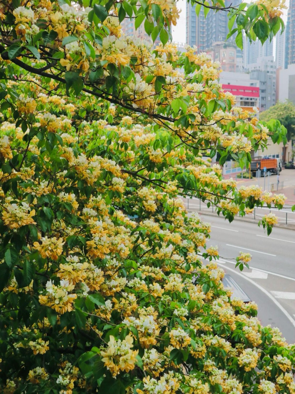 如置身「花花世界」一般梦幻！