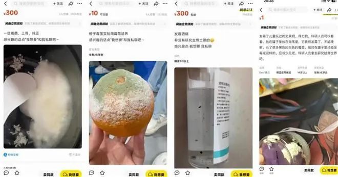 閒魚有很多賣家出售各種各樣的發霉物品。