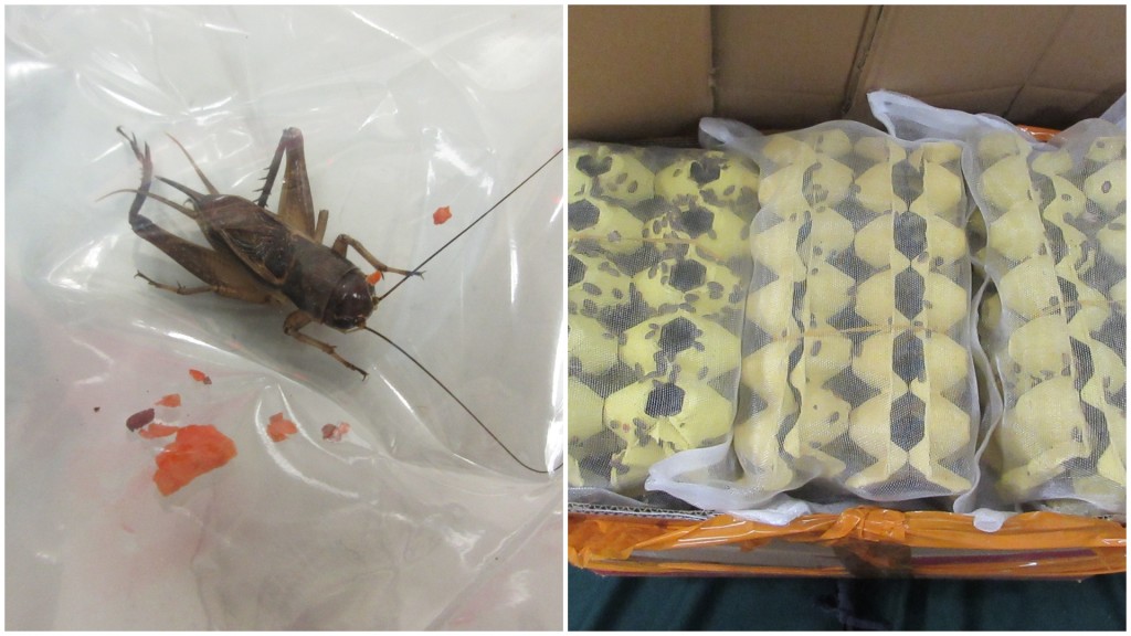  香港海关侦破两宗怀疑非法进口活体植物病虫害案件。