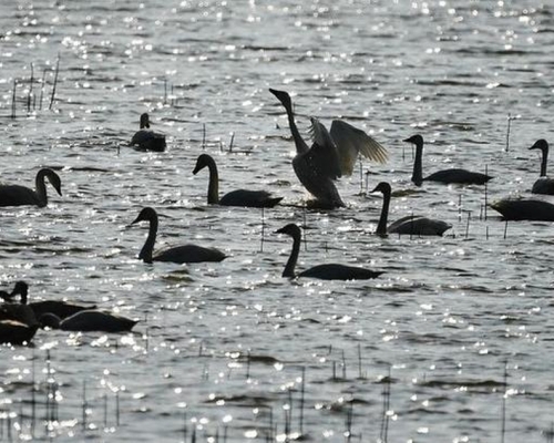 山西運城野生天鵝發生H5N8高致病性禽流感疫情。（新華社圖片）