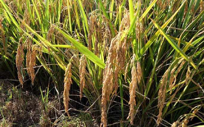 「超級稻」實現平均畝產1,251.5公斤，創造了世界新紀錄。人民網