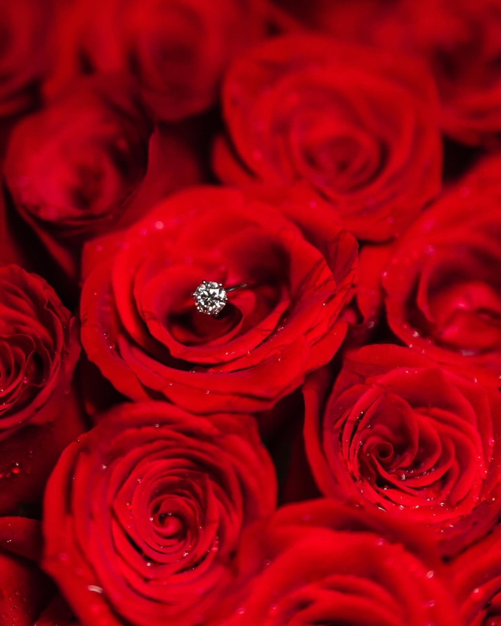 一大束玫瑰花上見到好大隻鑽戒。