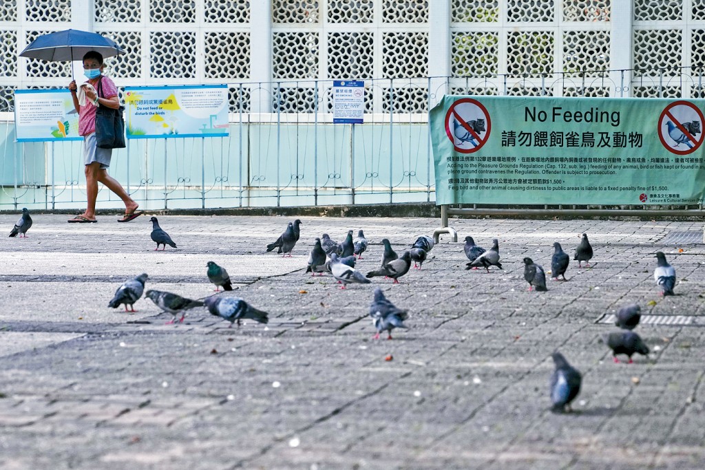 修訂後的《野生動物保護條例》將在8月1日實施，野鴿將列作受規管的動物之一，禁止市民餵飼。