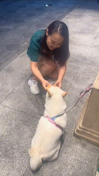 糖糖在十全街頗有人氣，是知名的為食狗。抖音
