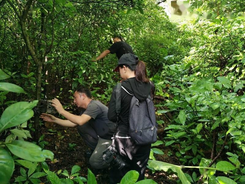 保護區工作人員進行紅外相機安裝及兩爬樣限調查。網圖