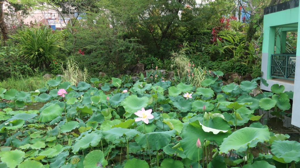 城門谷公園荷花。「康文賞花情報」截圖 城門谷公園荷花。「康文賞花情報」截圖