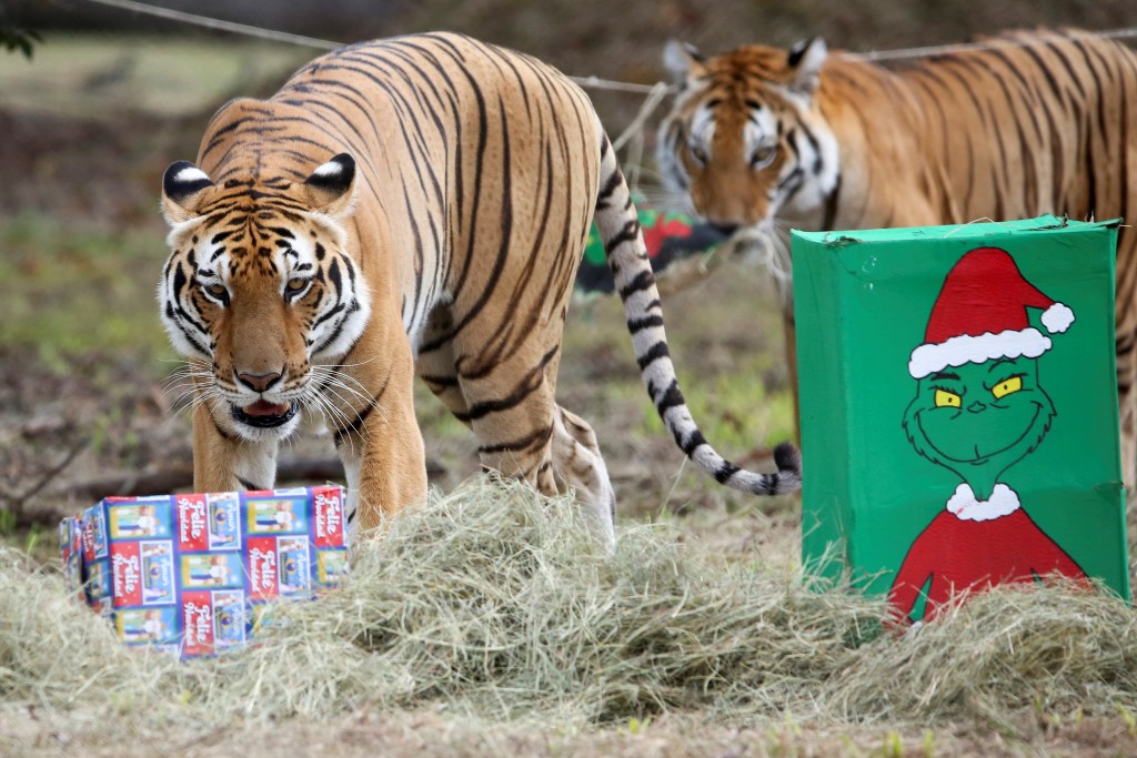 哥倫比亞一間動物園慶祝聖誕。路透社