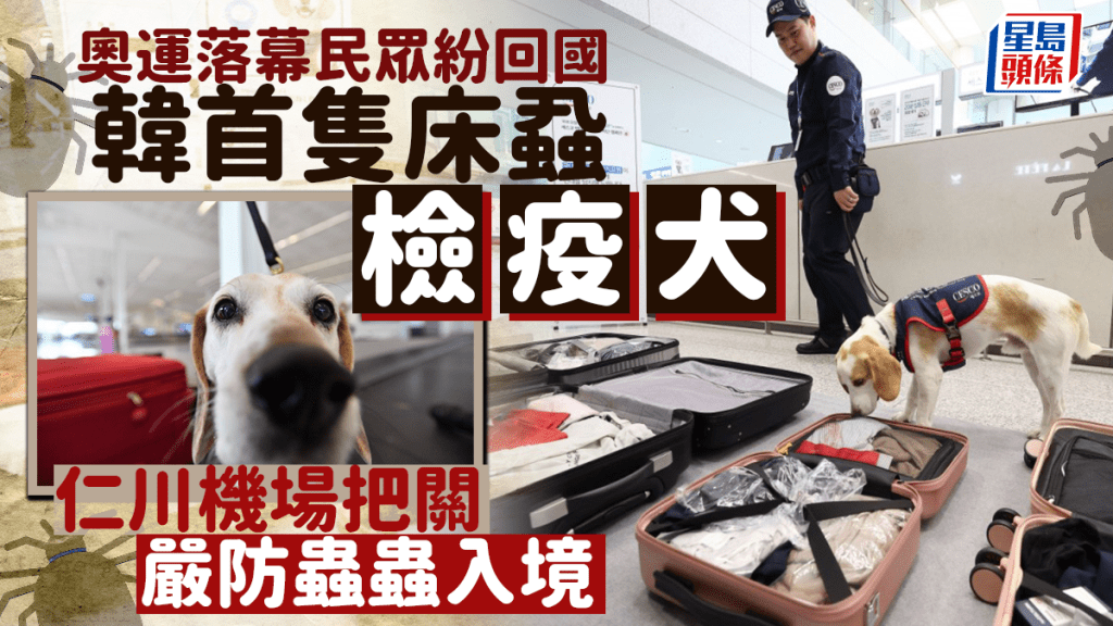床蝨檢疫犬進駐仁川機場,嗅聞旅客行李。路透社