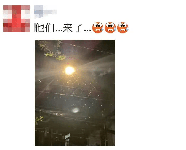 上海網民分享在戶外的燈具下大量的白蟻在飛舞。