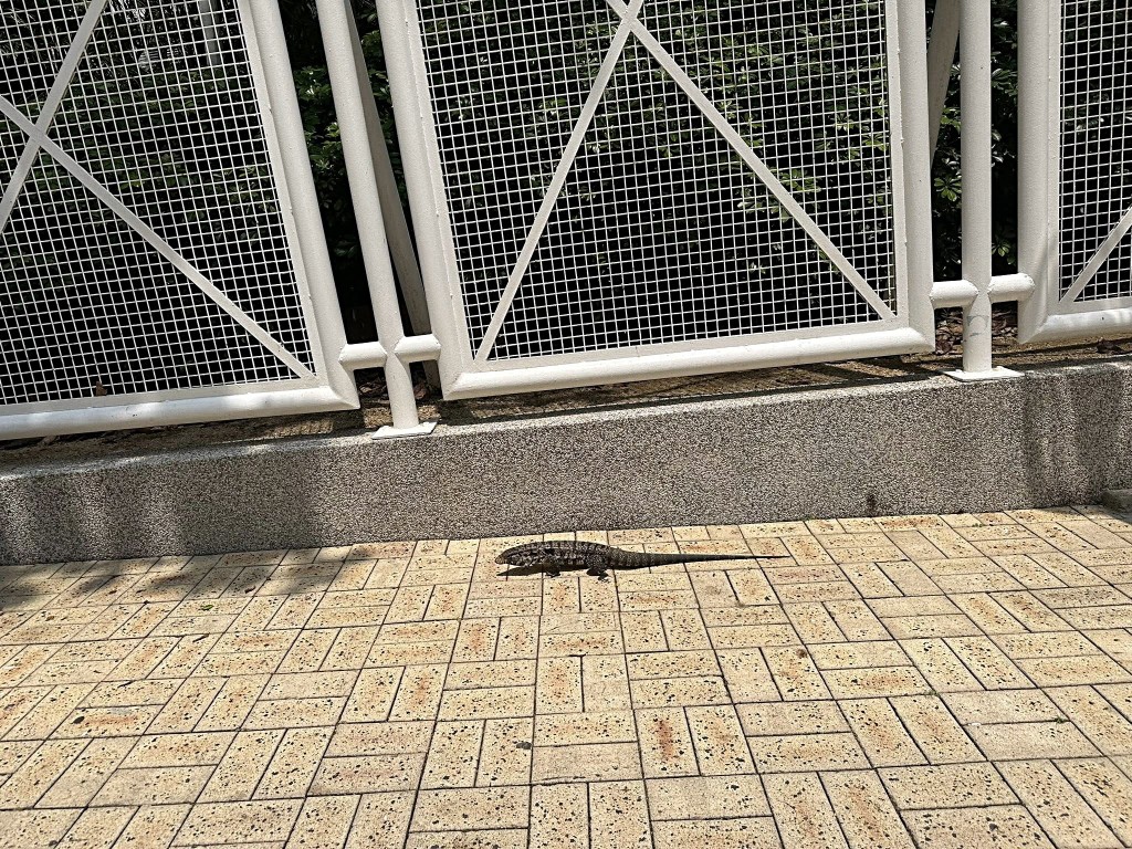蜥蜴闖進校園內。fb:赤柱街坊八1八(Stanley 818) 蜥蜴闖進校園內。fb:赤柱街坊八1八(Stanley 818)