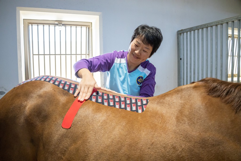 從化馬場馬匹康復治療中心,利用儀器為馬匹提供治療。 從化馬場馬匹康復治療中心,利用儀器為馬匹提供治療。