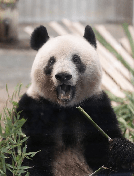 大熊猫「香香」将回到中国，园长福田表示不舍。