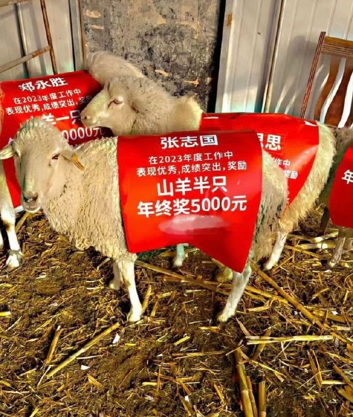 廣州公司的年終獎，包括一頭羊。