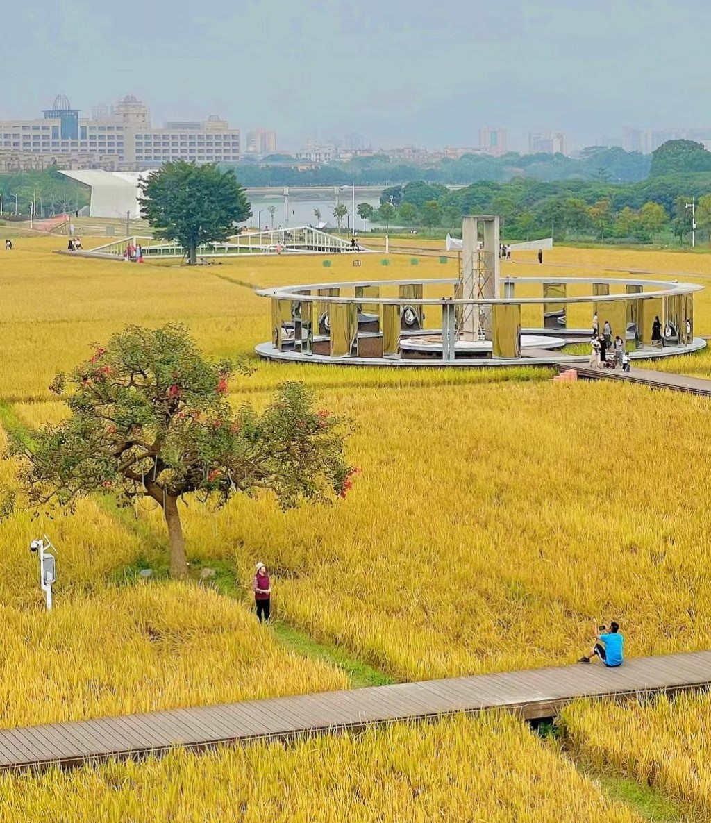  廣州艾米稻香小鎮，10月下旬至11月有金黃稻田。(圖片來源：愛拍照的靜靜-L)