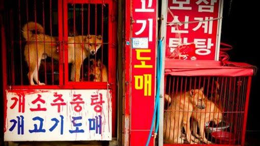 南韩社会食用狗肉的情况正迅速减少。Korean K9 Rescue/FB 南韩社会食用狗肉的情况正迅速减少。Korean K9 Rescue/FB