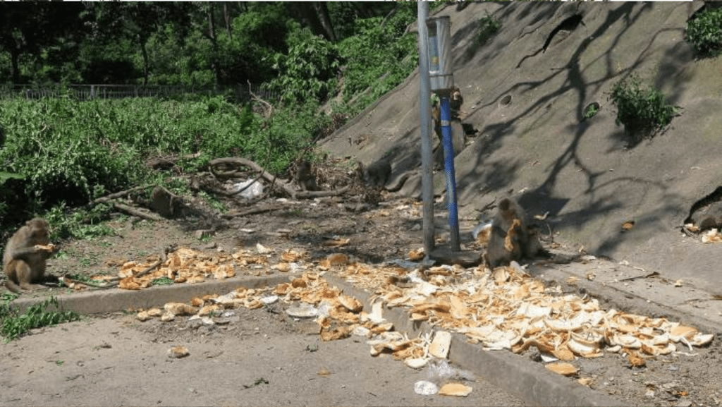 琵琶山段停車場以前不時有人駕車，將食物倒在地上餵猴子。(受訪者提供)