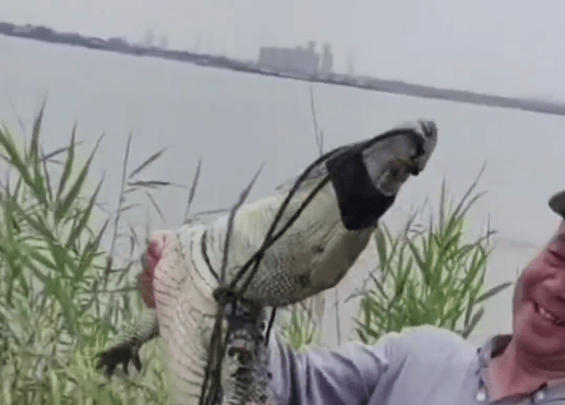 武漢市農業農村局消息，多個部門已趕到現場處置，已捕捉到一條鱷魚。 上游新聞