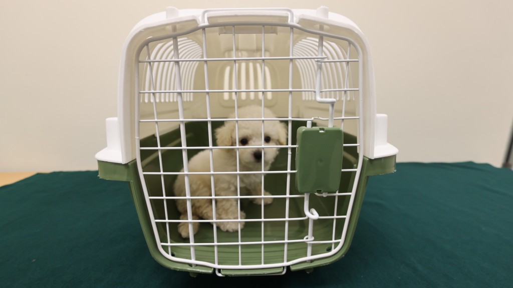 内地男以肩包走私活犬 经落马洲来港被海关截获