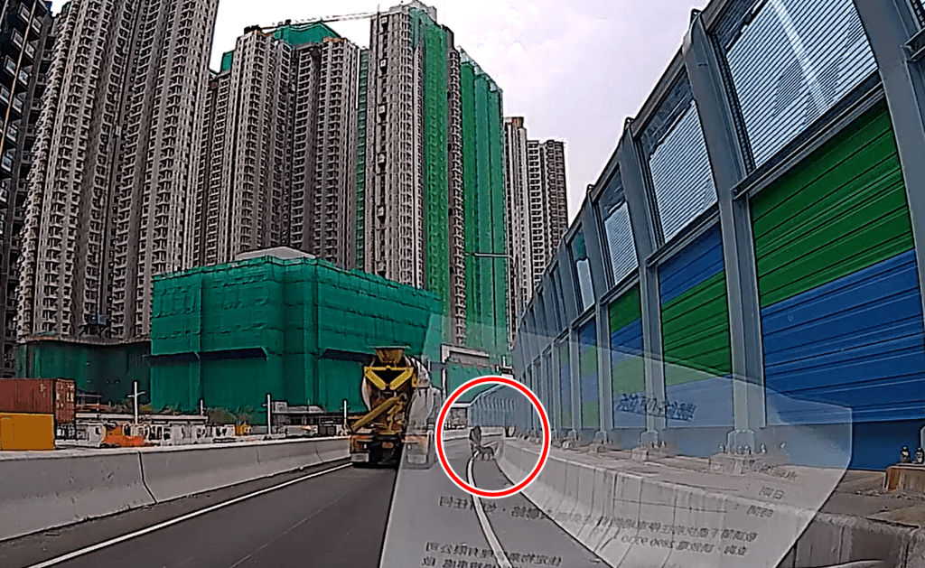 劉先生慢慢帶狗上車。網圖