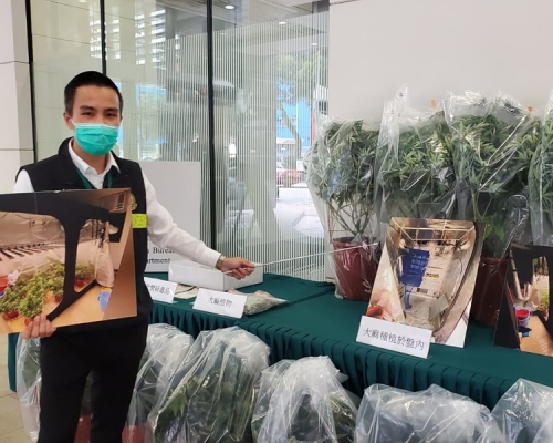 海關昨日搗破位於觀塘工廠大廈內的大麻種植場。