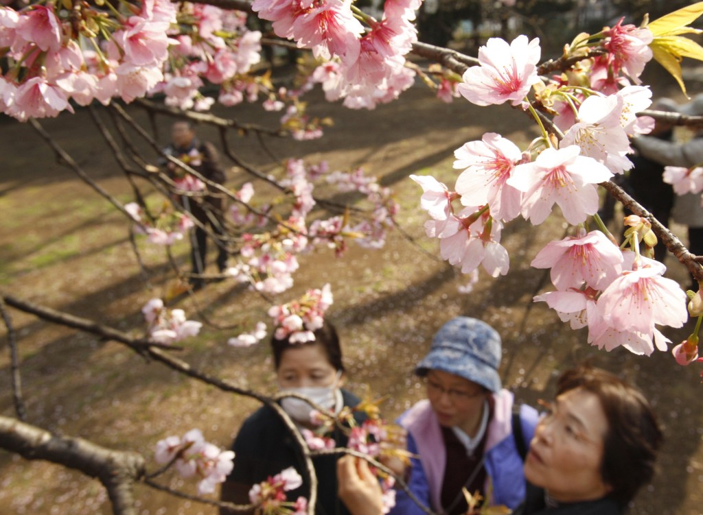 不少游客都会赏樱。 路透社 
