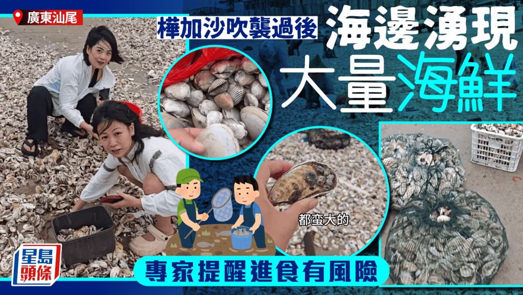 颱風樺加沙︱多地沿岸活海鮮鋪滿一地 生蠔扇貝隨手撿 專家特別提醒