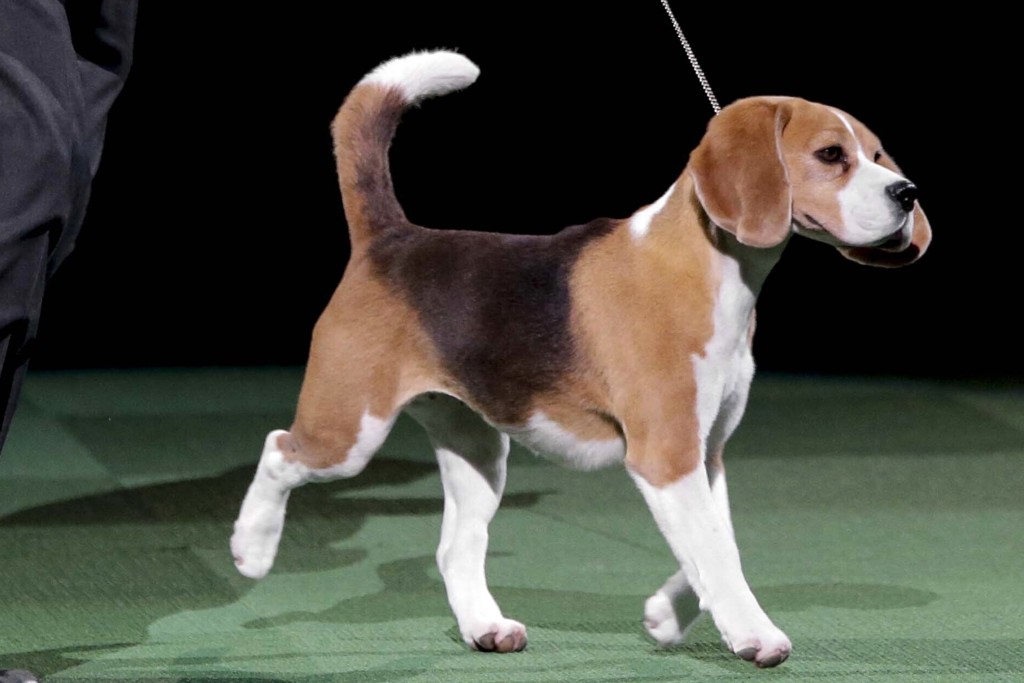 2022年美國最受歡迎犬種第8名比高犬（Beagles）。 美聯社