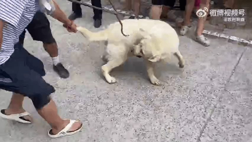 狗贩子连忙追捕逃离的拉布拉多。