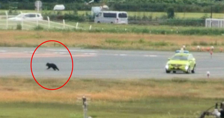 曾有野熊闖入山形機場跑道。X/@ybc_hodo 曾有野熊闖入山形機場跑道。X/@ybc_hodo