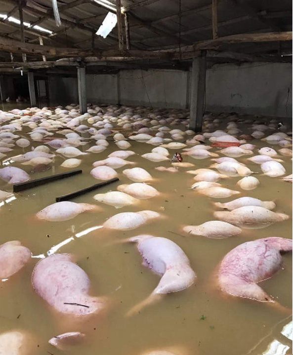 養豬場被浸在水中，大批豬隻被浸死。