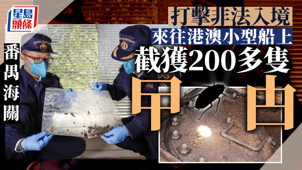 非法入境｜ 番禺海關從來往港澳小型船截獲200多隻蟑螂