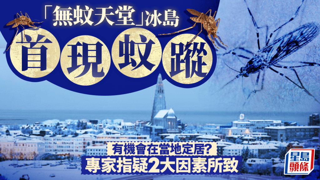 「無蚊天堂」失守 冰島首現蚊蹤 疑兩大因素所致