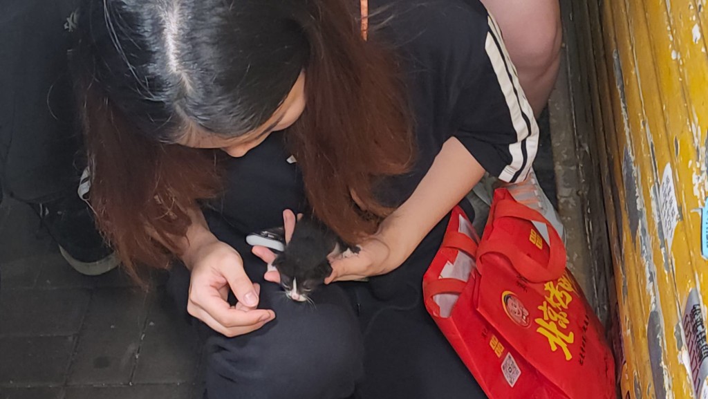 為怕小貓餓壞，愛協義工到場後， 隨即用針筒餵牠們飲奶，補充營養。黎志偉攝