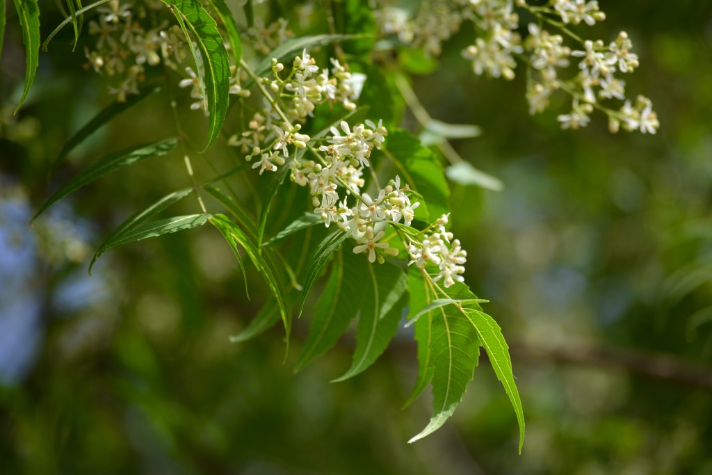 桂花有很多種類，四季桂這個品類四季開花，四季飄香。