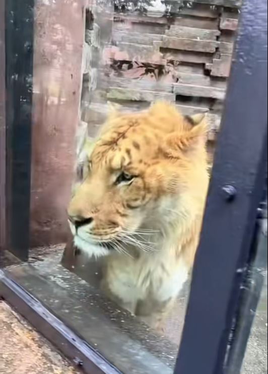 寧波野生動物園的獅虎獸被指「皮包骨」，引起外界關注其健康。