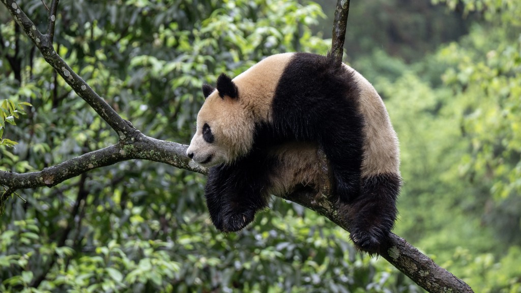 在中国大熊猫保护研究中心雅安碧峰峡基地拍摄的大熊猫「鑫宝」。 新华社