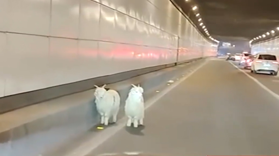 重慶隧道內發現2隻「迷途小羊」。 網片截圖