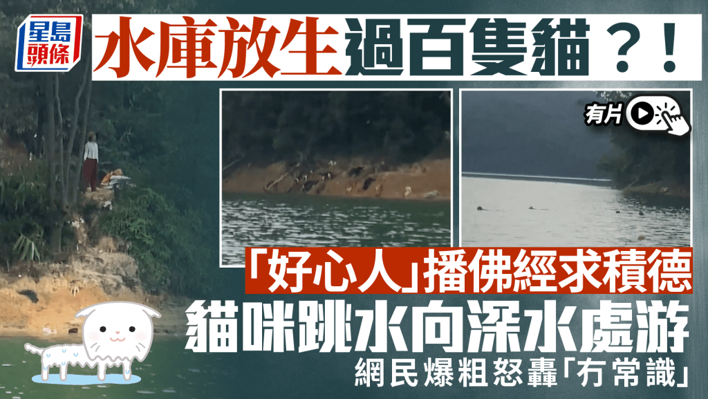 水庫放生貓︱「好心人」播大悲咒求積德？   網民：缺野外求生能力難逃厄運︱有片