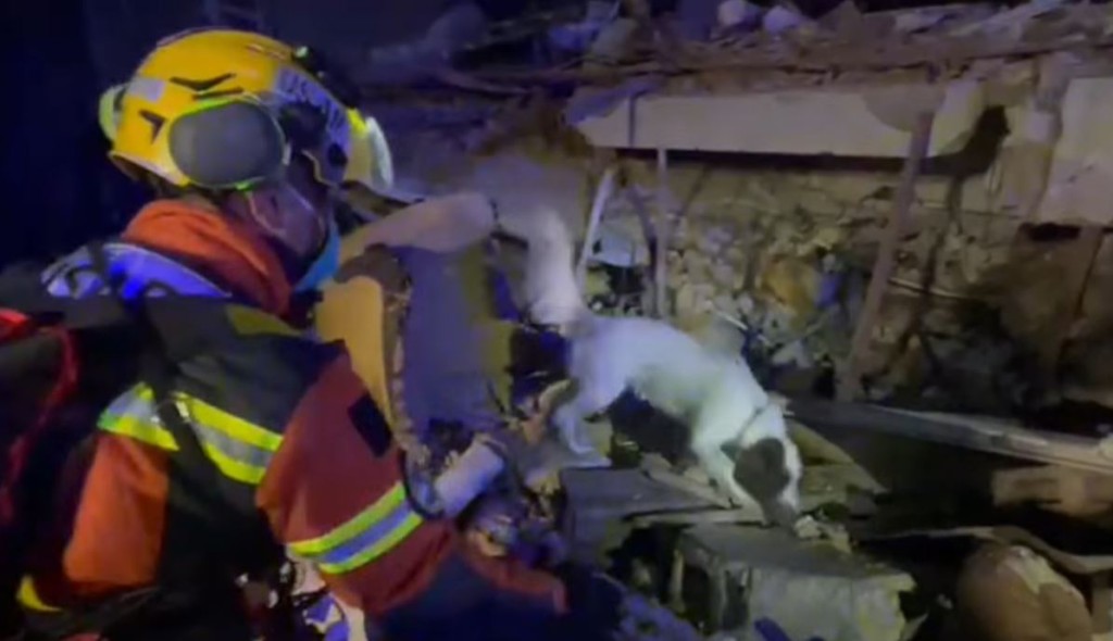 人员派出搜救犬在瓦砾堆中搜索。消防处片段截图