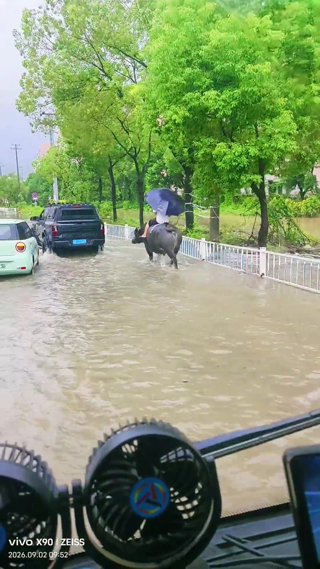 塘下鎮街頭,一名男子騎着一頭水牛在積水中緩慢前行,期間一手撐傘,甚至低頭玩手機。 塘下鎮街頭,一名男子騎着一頭水牛在積水中緩慢前行,期間一手撐傘,甚至低頭玩手機。
