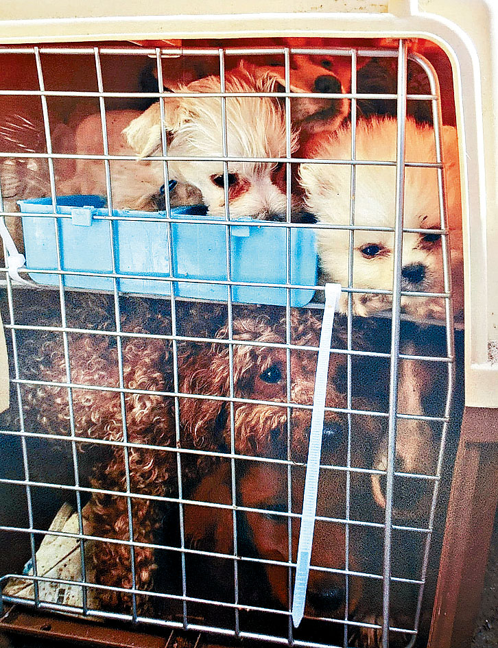 倖存犬隻獲救,但部分卻於兩個月內喪命。