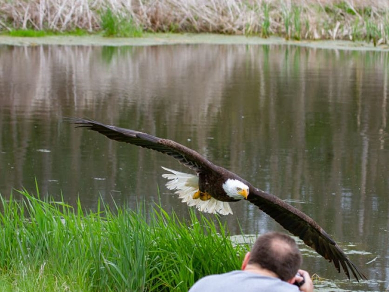 比罗说,他当天拍了数百幅雀鸟照片,这是其中一幅。 网上图片