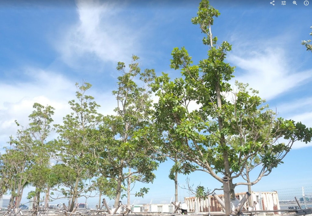 部分本土树种的表现喜出望外，红楠树在试验苗圃的第二个生长季节，长满枝叶。甯汉豪网志