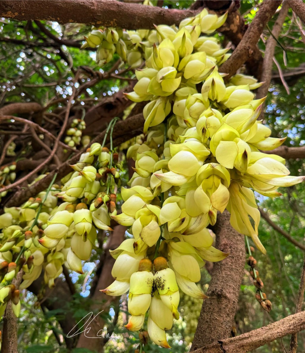 比較常見有白色和紫色禾雀花。圖片授權Winnie Lam