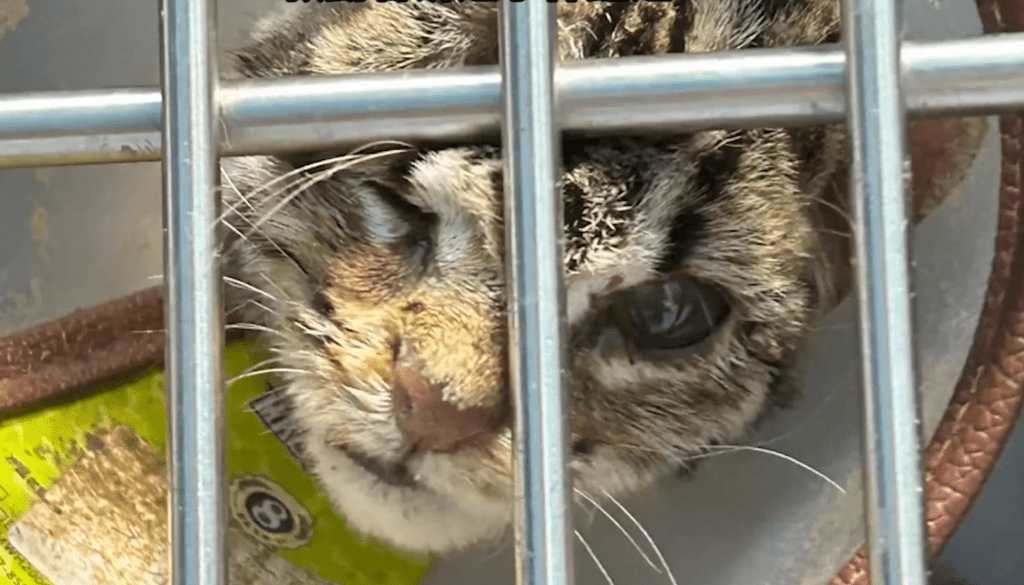豹猫疑似因遭小朋友殴打，导致头盖骨骨裂、左脚骨折。