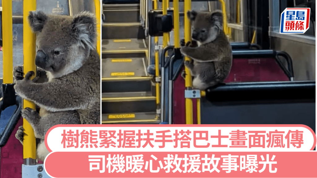 澳洲布里斯本樹熊搭巴士可愛樣子萌翻網友。 fb / Koala Rescue Brisbane South
